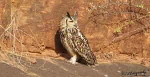 Indian Eagle-Owl (Bubo bengalensis) கொம்பன் ஆந்தை